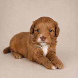 Skye - Red  female Goldendoodle puppy in Floyd, Virginia from Hearts and Paws Poodles and Doodles