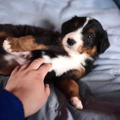 Bernedoodle, Bordoodle, and Golden Retriever Puppies from Golden Light Puppies