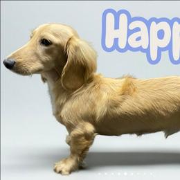 Dachshund puppies from Foley Dachshunds