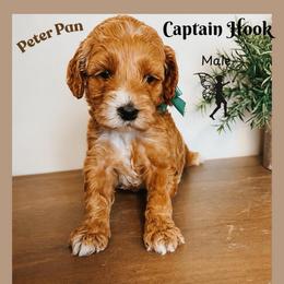 Captain Hook - Red  male Goldendoodle puppy in Hilton, New York from The House of Goldendoodle