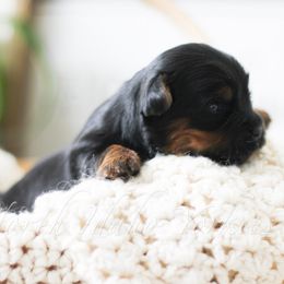 Yorkshire Terrier puppies from North Idaho Yorkies