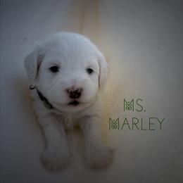 Ms. Marley - Cream female Goldendoodle puppy in Sacramento, California from Dandy Doodles Goldendoodles