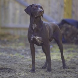 Selkie - German Shorthaired Pointer