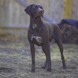 Selkie - German Shorthaired Pointer