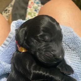 Tango - Marcela - Flowers - Black female Flat-Coated Retriever puppy in Park Rapids, Minnesota from Catori