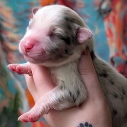 Dopey - Blue merle male Australian Shepherd puppy in Georgetown, Texas from River Reign Australian Shepherds