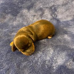 Girl 2 - Black and tan female Dachshund puppy in Bakersfield, California from Open Hourglass LLC