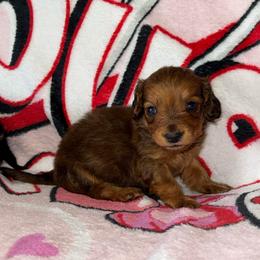 Brandon - Sable male Dachshund puppy in Midland, Texas from The Barefield Doxies