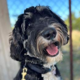 Aspen - Bernedoodle