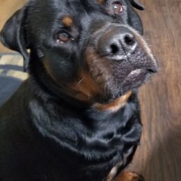 Rottweilers from Blackthorn Rottweilers