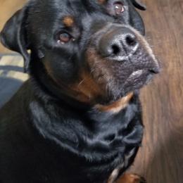 Rottweilers from Blackthorn Rottweilers