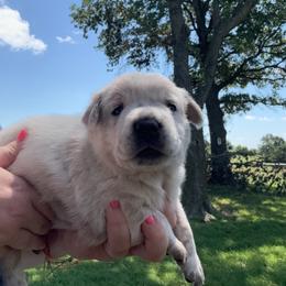 Lady - Red speckled female Australian Cattle Dog puppy in Quapaw, Oklahoma from Hudsons Australian Cattle Dogs