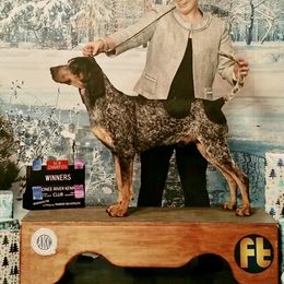 Luke - Bluetick Coonhound