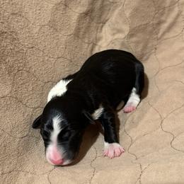 Girl 2 - Black and white female Border Collie puppy in Centerville, Washington from Forthright Farms
