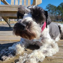 Miniature Schnauzers from M4