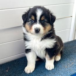 Chanel - Black tri-color female Australian Shepherd puppy in Kearney, Nebraska from Helix Aussies