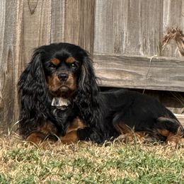 Meeko (Sire) - Cavalier King Charles Spaniel
