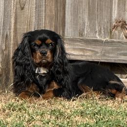 Meeko (Sire) - Cavalier King Charles Spaniel