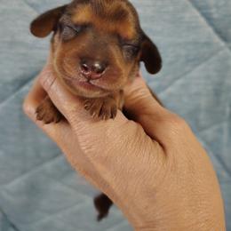 Boy 3 - Red male Dachshund puppy in Clayton, Indiana from Love Struck Miniature Dachshunds