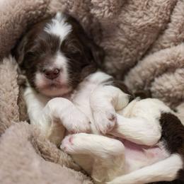 Lily - Brown and white female Bernedoodle puppy in Delta, Pennsylvania from KEE Bernedoodles