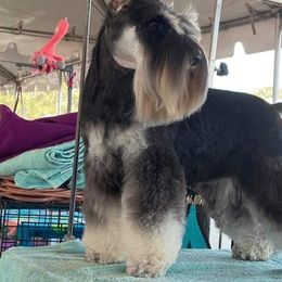 Miniature Schnauzers from D’Angels Schnauzers LLC
