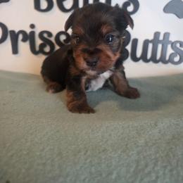 Gunner - Black and tan male Yorkshire Terrier puppy in Clermont, Florida from Bella's Prissy Butts