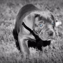 Cane Corso Puppies from Wolfcreek Cane Corsos