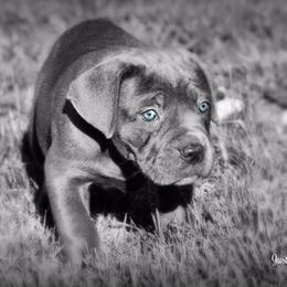 Cane Corso Puppies from Wolfcreek Cane Corsos