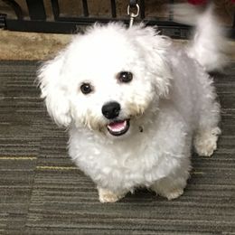 Dirty Harry - Bichon Frise