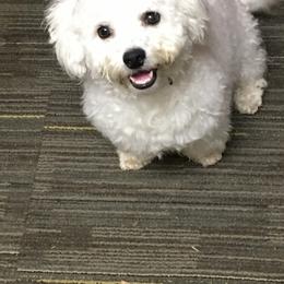 Dirty Harry - Bichon Frise