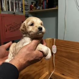 Clarence - Cream male Goldendoodle puppy in China Grove, North Carolina from Lasting Legacy Family Dogs
