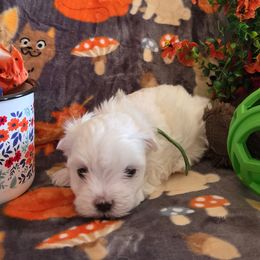 Theo AKC - White male Maltese puppy in Wittmann, Arizona from Marlees Puppies 1