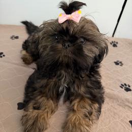Zoey - Sable female Shih Tzu puppy in Kettering, Ohio from The Ruff Life Tribe