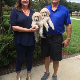 Poodle Puppies from Ocala Standard Poodles