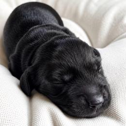Tulip - Black female Dachshund puppy in Mesa, Arizona from Dach Army LLC