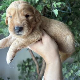 Purple - Dark golden female Golden Retriever puppy in Mims, Florida from Goldens
