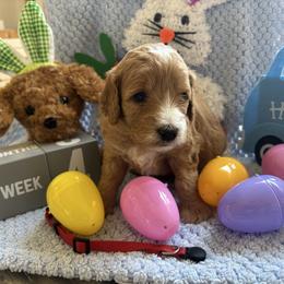 Justin - Red  male Goldendoodle puppy in Chino Valley, Arizona from Bass Creek Doodles