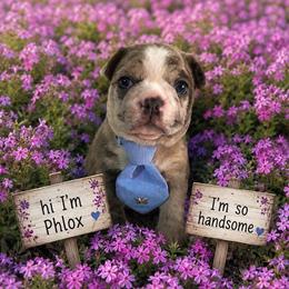 Phlox (Frenchton) - Blue male Companion Cross puppy in Peru, Indiana from Angie's Little Bostons And Frenchies