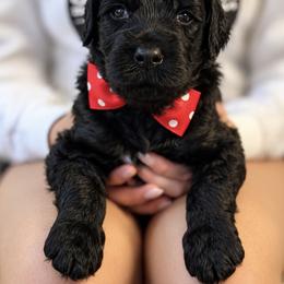 Mr. Red Collar - Black male Australian Labradoodle puppy in Wake Forest, North Carolina from Lucky Country Labradoodles