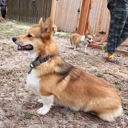 Hammy - Pembroke Welsh Corgi
