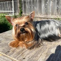 Romeo - Yorkshire Terrier