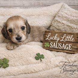 Shaded Cream Male - Pet Only - Limited AKC - Cream male Dachshund puppy in Nashville, Tennessee from Farmhouse Sausages - Located in TN delivers all over US including California