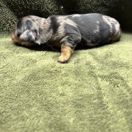 Maggie - Dapple female Dachshund puppy in Mountain Grove, Missouri from Happy Hounds and More🐾