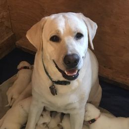 Labrador Retriever Puppies from Southfork Labradors