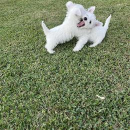 West Highland White Terrier Puppies from Amazing Grace Westies