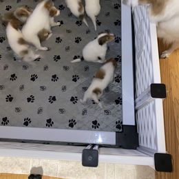 Collie Puppies from Faith Rough Collie’s