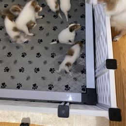 Collie Puppies from Faith Rough Collie’s