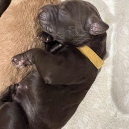 Goldendoodle Puppies from O’Doodle Clan Goldendoodles