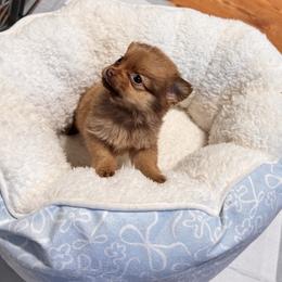 Teddy - Chocolate male Chihuahua puppy in Richland, Washington from Northwest Paws