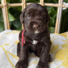 Artemis - Chocolate male Australian Labradoodle puppy in Sacramento, California from Little Farmstead Labradoodles